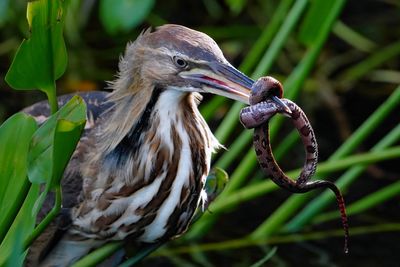 American bittern with banded watersnake