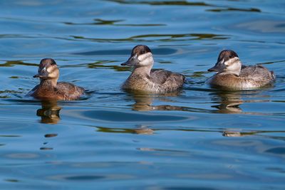 Ruddy ducks