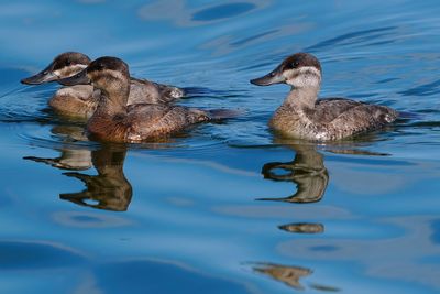 Ruddy ducks