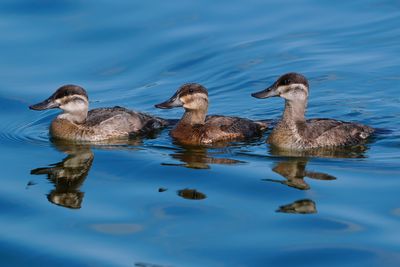 Ruddy ducks