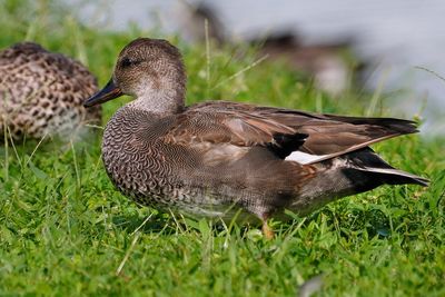 Gadwall