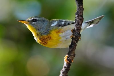 Northern parula