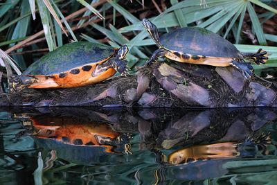 Cooter turtles on a log