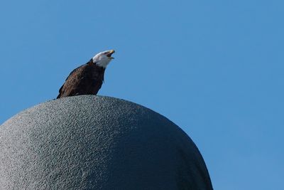 Bald eagle on top of the Swan Hotel