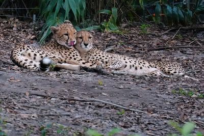 Two close cheetahs resting together