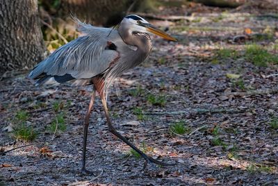Great blue heron walking across the levee