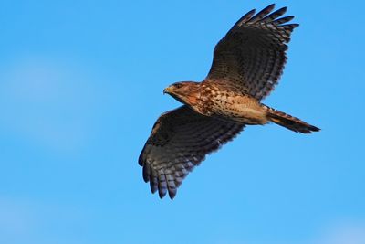 Red-shouldered hawk flying past