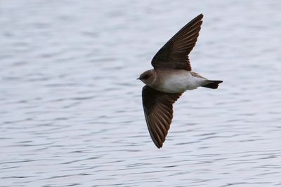 Tree swallow in flight