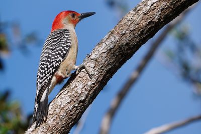 Red-bellied woodpecker - male