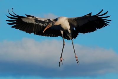 Wood stork on final approach