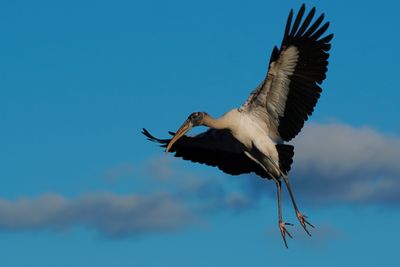 Wood stork about to land