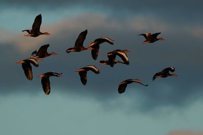 Black-bellied whistling ducks leaving at sunset