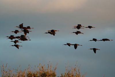 Glossy ibises returning home to roost