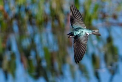 Tree swallow in flight - in pursuit of a bug