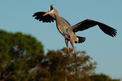 Great blue heron flying in