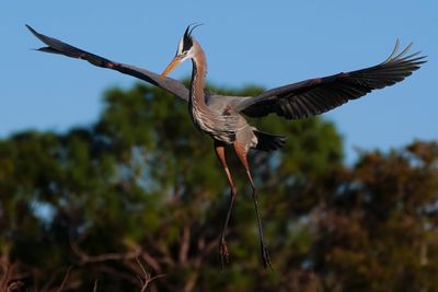 Great blue heron flying towards its nest spot