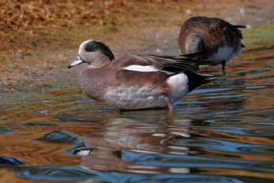 American wigeon male