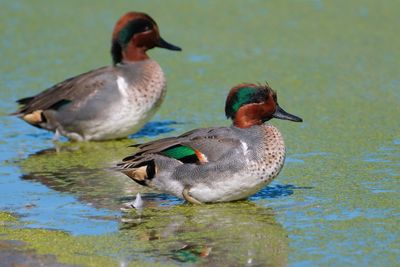 Green winged teals