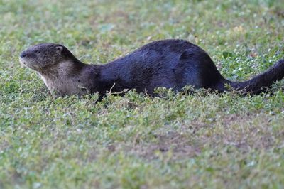 River otter