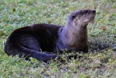 River otter