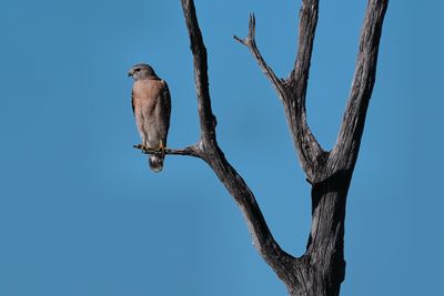 Distant red-shouldered hawk