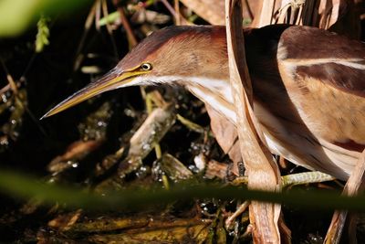 Least bittern
