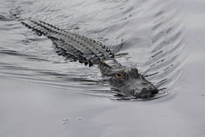 Alligator cruising