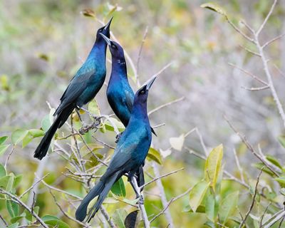 Male boat-tailed grackles displaying together