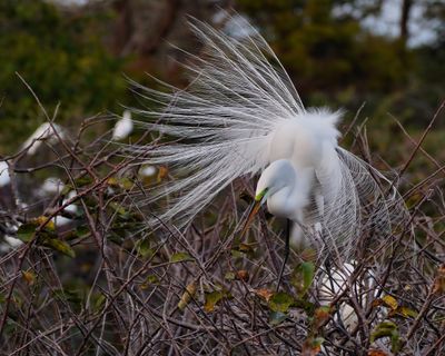 Great egret in breeding plumage