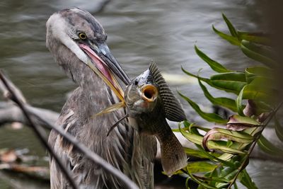 Great blue heron with a big fish