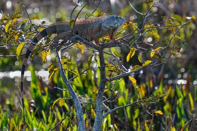 Backlit anhinga in a tree
