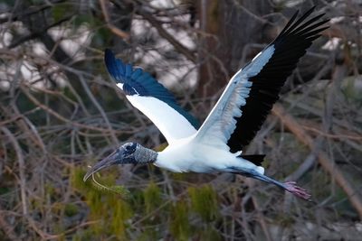 Wood stork in flight