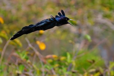 Boat tailed grackle in flight