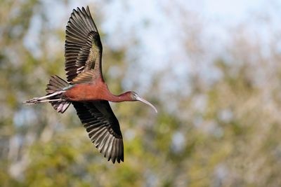 Glossy ibis looking for a landing spot