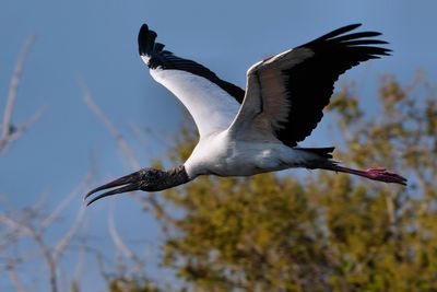 Wood stork flying in