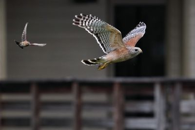 Red-shouldered hawk pursued by blackbird