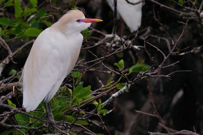 Cattle egret breeding plumage