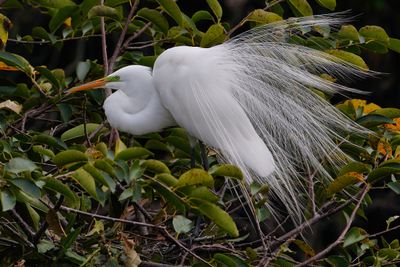 Great egret mating display