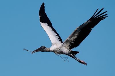 Wood stork flying with a small stick