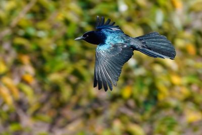 Boat-tailed grackle in flight