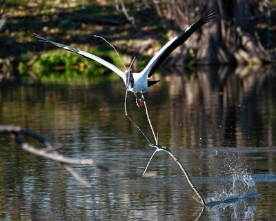 Wood stork with too much branch
