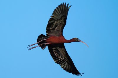 Glossy ibis in flight