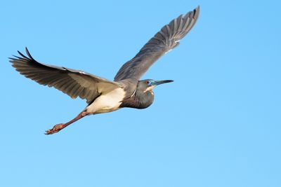 Tricolored heron in flight