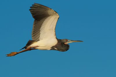 Tricolored heron in flight