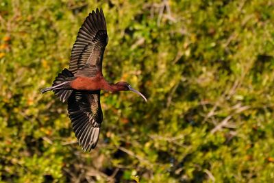 Glossy ibis in flight