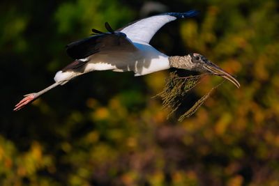 Wood stork flying past with a stick