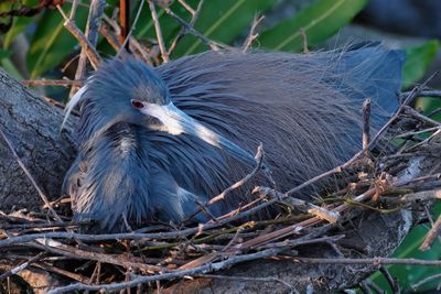 Tricolored heron on its newly laid eggs