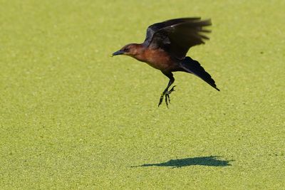 Female grackle picking out duckweed