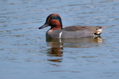 Male green winged teal