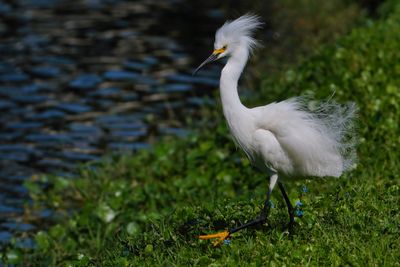 Upset snowy egret all puffed up